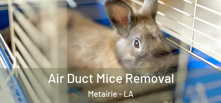  Air Duct Mice Removal Metairie - LA